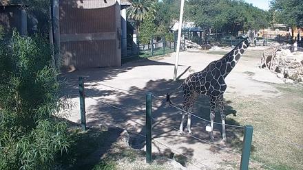 Reid Park Zoo Giraffes Live Webcam - Nov 2, 2025, 10:52am MST