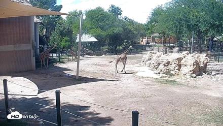 Reid Park Zoo Giraffes Live Webcam - May 5, 2026, 2:08pm MST