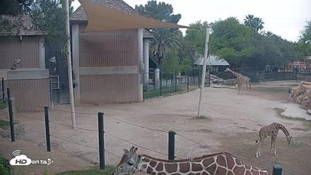 Reid Park Zoo Giraffes Live Webcam - Apr 16, 2026, 9:50am MST