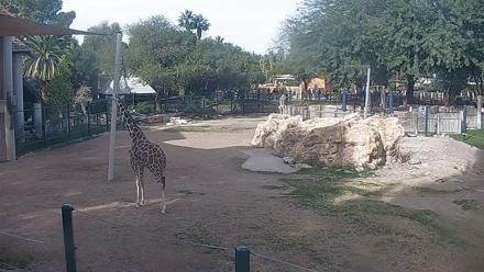 Reid Park Zoo Giraffes Live Webcam - Dec 30, 2025, 1:51pm MST