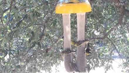 Texas Finch Bird Feeder Live Cam - Oct 12, 2025, 12:48pm CDT