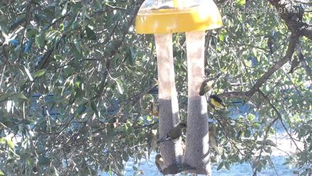 Texas Finch Bird Feeder Live Cam - Oct 11, 2025, 6:02pm CDT
