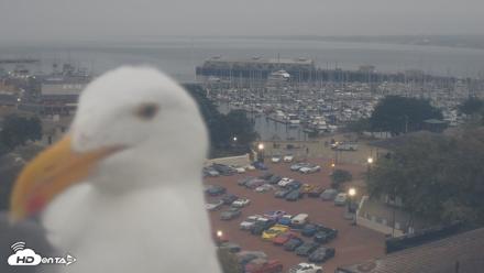 Port of Monterey Live Webcam - Aug 11, 2026, 6:46am PDT