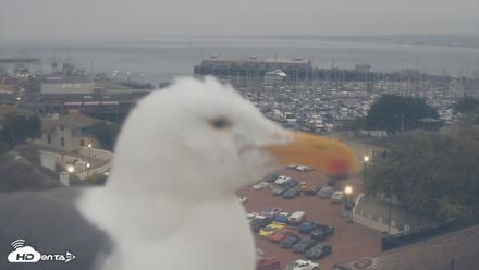 Port of Monterey Live Webcam - Aug 11, 2026, 6:46am PDT