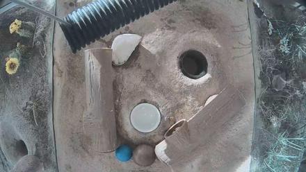 Fort Collins Museum of Discovery Black-Footed Ferret Live Cam - Mar 20, 2026, 8:35am MDT