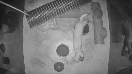 Fort Collins Museum of Discovery Black-Footed Ferret Live Cam - Dec 26, 2025, 2:41am MST