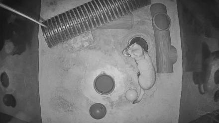 Fort Collins Museum of Discovery Black-Footed Ferret Live Cam - Dec 26, 2025, 2:42am MST