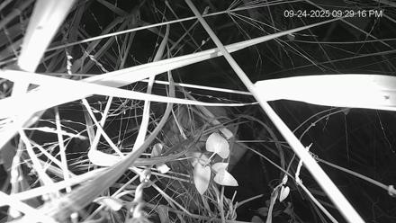 Texas Wildlifers Deer Feeder Live Cam - Sep 24, 2025, 9:30pm CDT