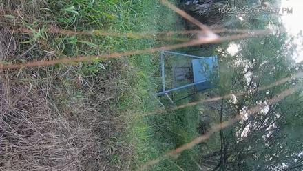 Texas Wildlifers Deer Feeder Live Cam - Oct 22, 2025, 6:12pm CDT
