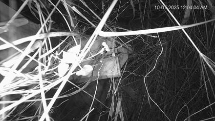 Texas Wildlifers Deer Feeder Live Cam - Oct 7, 2025, 12:04am CDT