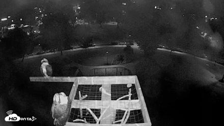 Coeur d'Alene Idaho Nest Platform Live Webcam - Aug 9, 2026, 3:58am PDT