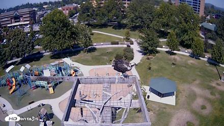 Coeur d'Alene Idaho Nest Platform Live Webcam - Jul 24, 2026, 2:00pm PDT