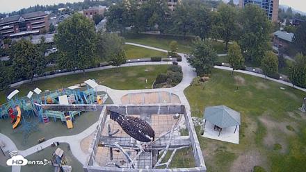 Coeur d'Alene Idaho Nest Platform Live Webcam - Aug 18, 2026, 6:22am PDT