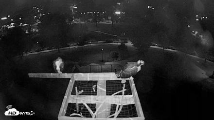 Coeur d'Alene Idaho Nest Platform Live Webcam - Aug 12, 2026, 2:24am PDT