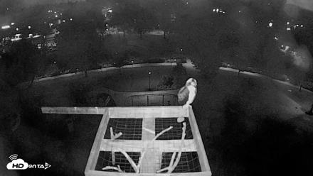 Coeur d'Alene Idaho Nest Platform Live Webcam - Jul 30, 2026, 4:29am PDT