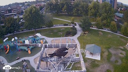 Coeur d'Alene Idaho Nest Platform Live Webcam - Aug 25, 2026, 6:42pm PDT