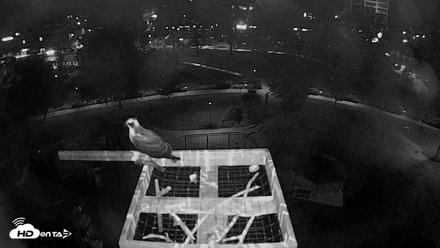 Coeur d'Alene Idaho Nest Platform Live Webcam - Aug 29, 2026, 9:33pm PDT