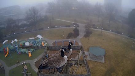 Coeur d'Alene Idaho Nest Platform Live Webcam - Feb 1, 2026, 8:25am PST