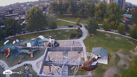 Coeur d'Alene Idaho Nest Platform Live Webcam - Jul 31, 2026, 7:14pm PDT