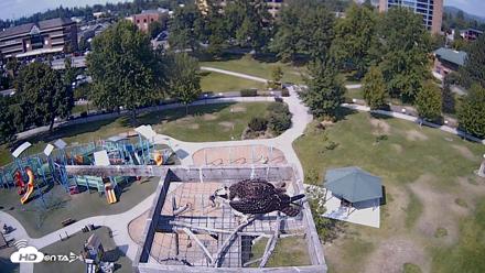 Coeur d'Alene Idaho Nest Platform Live Webcam - Aug 13, 2026, 3:23pm PDT