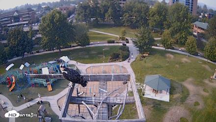 Coeur d'Alene Idaho Nest Platform Live Webcam - Aug 3, 2026, 5:55pm PDT