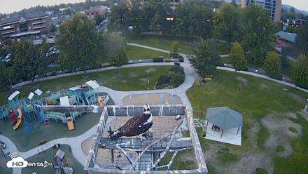 Coeur d'Alene Idaho Nest Platform Live Webcam - Aug 26, 2026, 7:35pm PDT