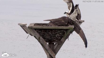 Blackwater Wildlife Refuge Osprey River Platform Live Cam - Aug 14, 2026, 11:58am EDT