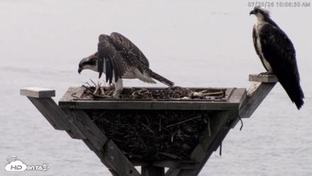 Blackwater Wildlife Refuge Osprey River Platform Live Cam - Jul 20, 2026, 10:07am EDT