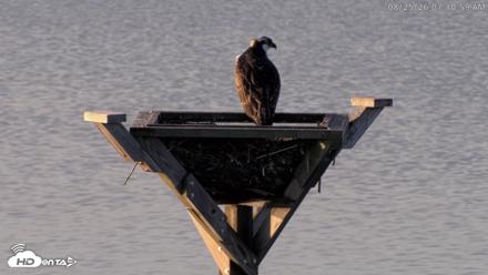 Blackwater Wildlife Refuge Osprey River Platform Live Cam - Aug 25, 2026, 7:11am EDT