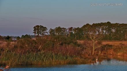 Blackwater Wildlife Refuge Osprey River Platform Live Cam - Oct 7, 2025, 7:23am EDT