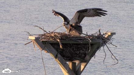 Blackwater Wildlife Refuge Osprey River Platform Live Cam - Apr 18, 2026, 7:16am EDT