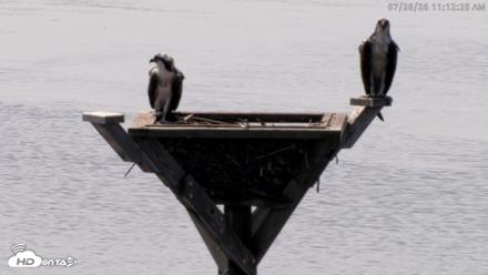 Blackwater Wildlife Refuge Osprey River Platform Live Cam - Jul 26, 2026, 11:13am EDT