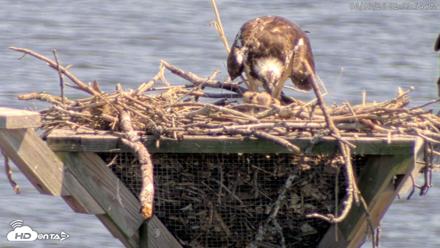 Blackwater Wildlife Refuge Osprey River Platform Live Cam - Jun 3, 2026, 3:02pm EDT