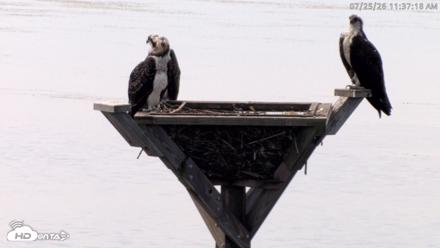 Blackwater Wildlife Refuge Osprey River Platform Live Cam - Jul 25, 2026, 11:38am EDT