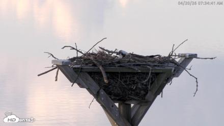 Blackwater Wildlife Refuge Osprey River Platform Live Cam - Apr 20, 2026, 7:39am EDT