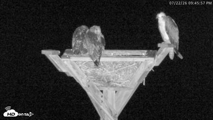 Blackwater Wildlife Refuge Osprey River Platform Live Cam - Jul 22, 2026, 9:46pm EDT