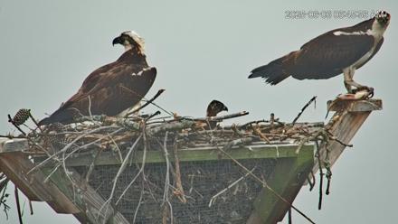 Blackwater Wildlife Refuge Osprey River Platform Live Cam - Jun 6, 2025, 6:49am EDT