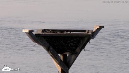 Blackwater Wildlife Refuge Osprey River Platform Live Cam - Jul 26, 2026, 8:12am EDT