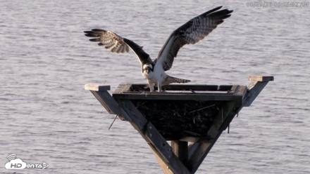 Blackwater Wildlife Refuge Osprey River Platform Live Cam - Aug 29, 2026, 8:06am EDT