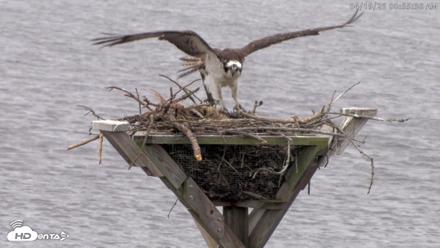 Blackwater Wildlife Refuge Osprey River Platform Live Cam - Apr 19, 2026, 8:56am EDT