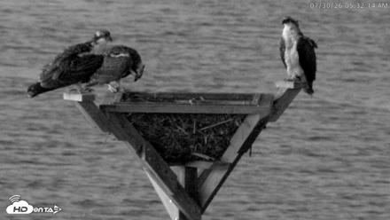 Blackwater Wildlife Refuge Osprey River Platform Live Cam - Jul 30, 2026, 5:32am EDT