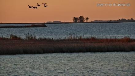 Blackwater Wildlife Refuge Osprey River Platform Live Cam - Nov 1, 2025, 7:49am EDT