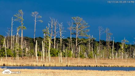 Blackwater Wildlife Refuge Osprey River Platform Live Cam - Oct 17, 2026, 5:50pm EDT
