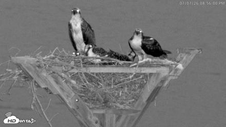 Blackwater Wildlife Refuge Osprey River Platform Live Cam - Jul 7, 2026, 8:57pm EDT