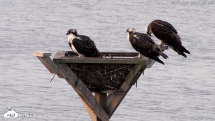 Blackwater Wildlife Refuge Osprey River Platform Live Cam - Aug 4, 2026, 6:12am EDT
