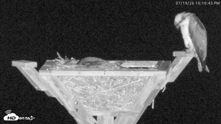 Blackwater Wildlife Refuge Osprey River Platform Live Cam - Jul 19, 2026, 10:11pm EDT