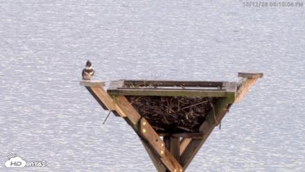Blackwater Wildlife Refuge Osprey River Platform Live Cam - Oct 12, 2026, 6:10pm EDT