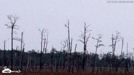 Blackwater Wildlife Refuge Osprey River Platform Live Cam - Oct 15, 2026, 6:38pm EDT