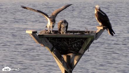 Blackwater Wildlife Refuge Osprey River Platform Live Cam - Jul 23, 2026, 7:22am EDT