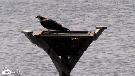 Blackwater Wildlife Refuge Osprey River Platform Live Cam - Aug 21, 2026, 10:31am EDT